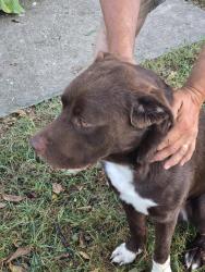 Reunited Male Dog last seen E Kearney and N Fremont, Springfield, MO 65803