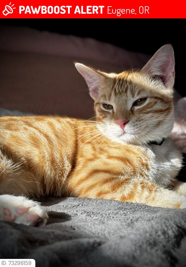 Lost Male Cat last seen Kenmore st and Bell Ave, Eugene or 97402, Eugene, OR 97402