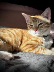 Lost Male Cat last seen Kenmore st and Bell Ave, Eugene or 97402, Eugene, OR 97402
