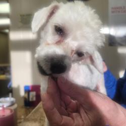 Reunited Male Dog last seen Eisenhower Drive near LeHarvey and Deauville Street, Tyler, TX 75704