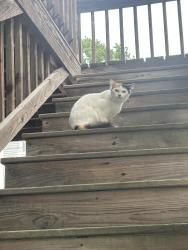 Found/Stray Unknown Cat last seen Near Grant st courtyard, Portland, ME 04101