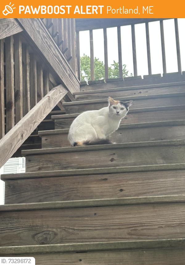 Found/Stray Unknown Cat last seen Near Grant st courtyard, Portland, ME 04101
