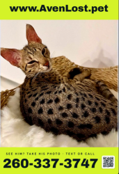 Lost Male Cat last seen (Callaway, centered near Letohatchee × Beulah, Panama City, FL 32404