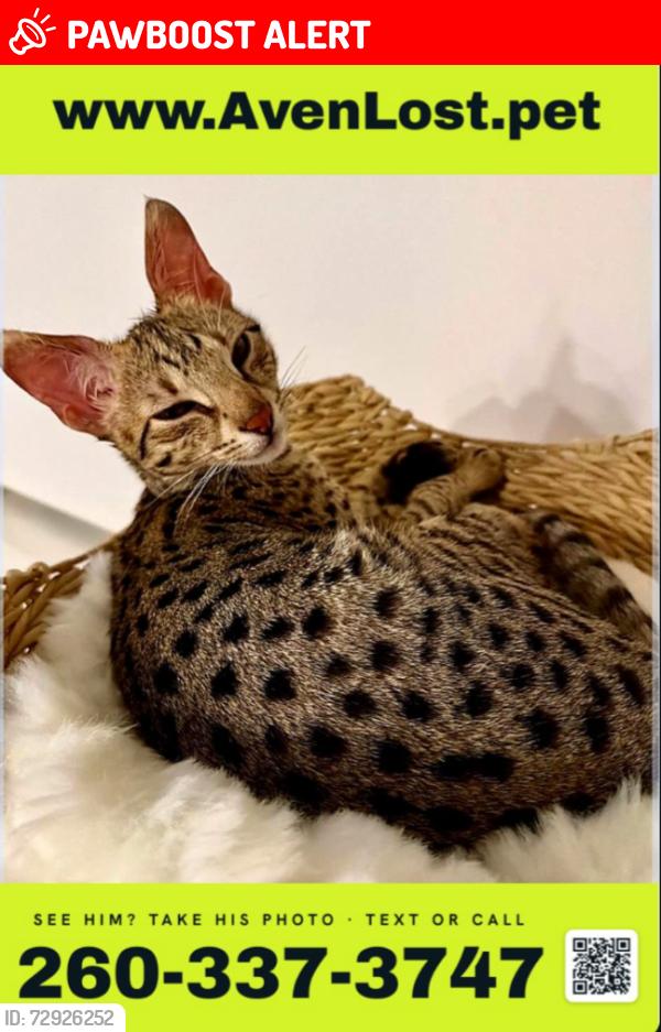 Lost Male Cat last seen (Callaway, centered near Letohatchee × Beulah, Panama City, FL 32404
