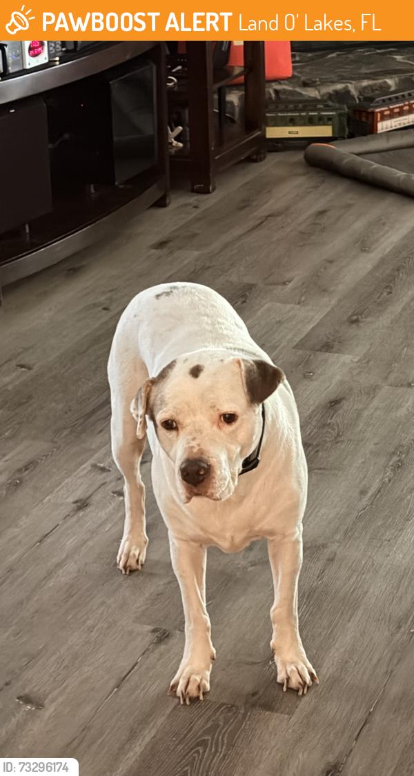 Found/Stray Male Dog last seen Swallow Drive Land O Lakes, Land O' Lakes, FL 34639