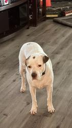 Found/Stray Male Dog last seen Swallow Drive Land O Lakes, Land O' Lakes, FL 34639