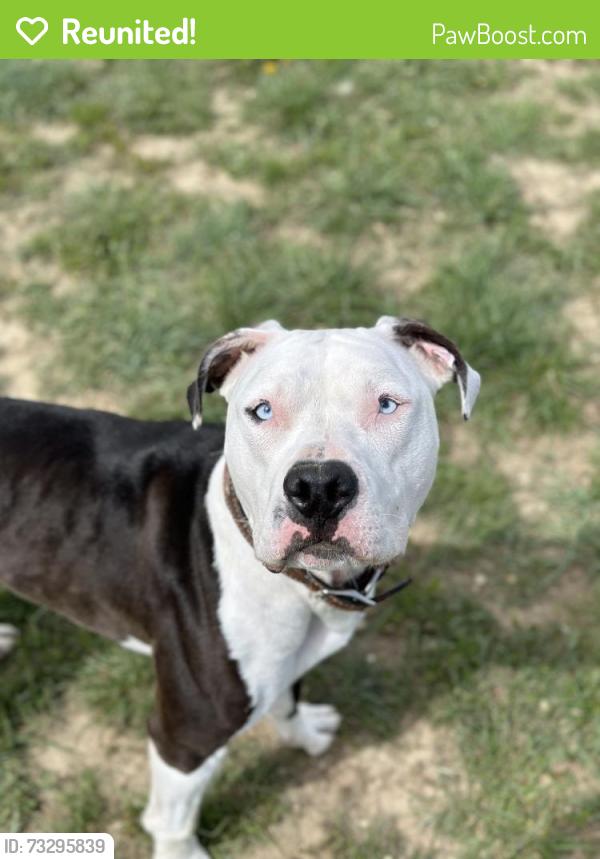 Reunited Female Dog last seen Brighten rd and 104th (Counter Dr), Adams County, CO 80640