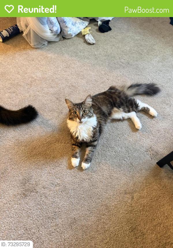 Reunited Female Cat last seen Montfort court, San Diego, CA 92128