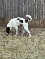 Reunited Female Dog last seen Scottsdale and Winslow, Leander, TX 78641