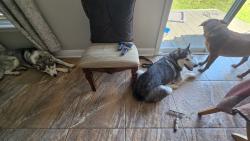 Reunited Male Dog last seen Home, Bourbonnais, IL 60914