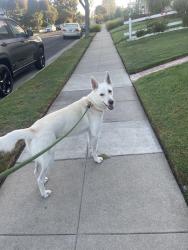 Reunited Male Dog last seen 14th & Ashland, Santa Monica, CA 90405