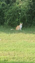Found/Stray Unknown Cat last seen Park behind Piggly Wiggly, Olive Branch, MS 38654