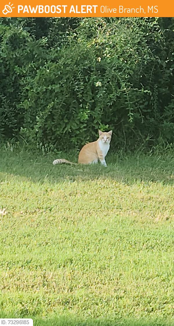 Found/Stray Unknown Cat last seen Park behind Piggly Wiggly, Olive Branch, MS 38654
