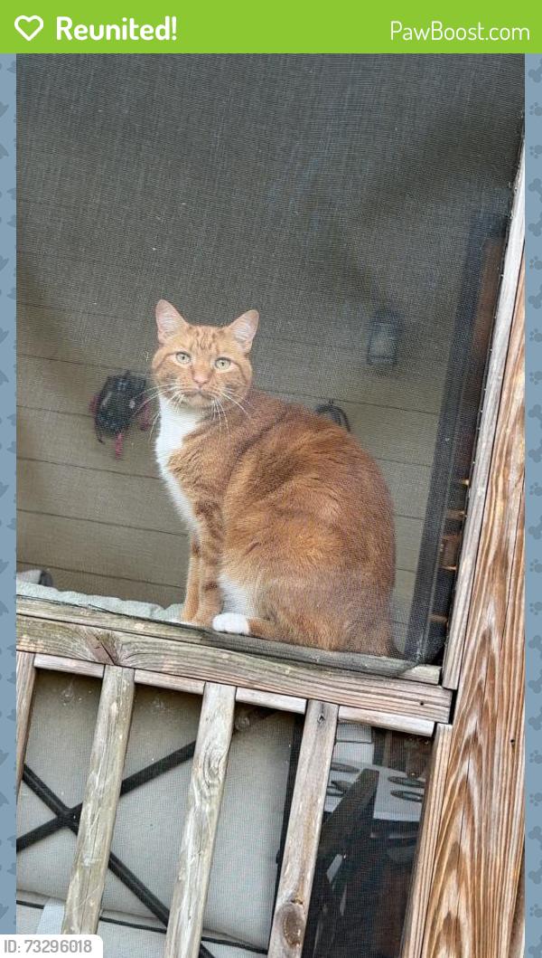 Reunited Male Cat last seen Near Milgray Ln, Calera, AL 35040, USA, Calera, AL 35040