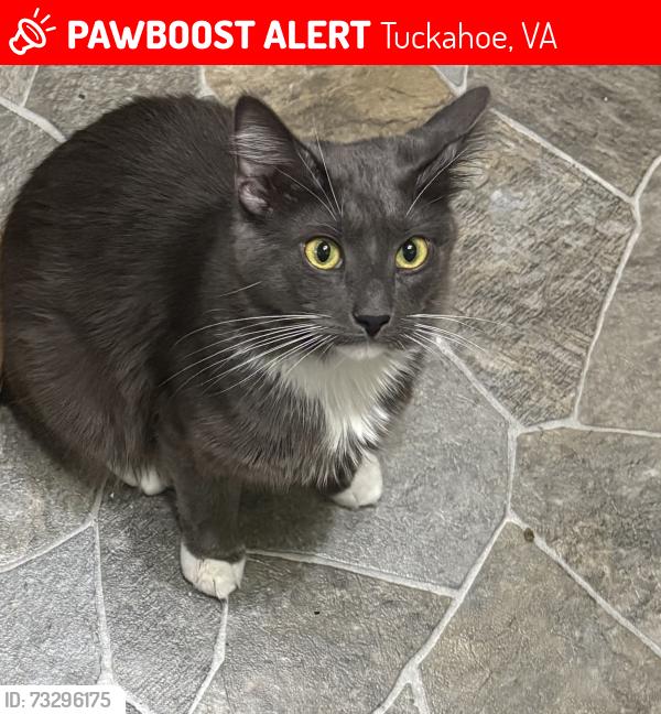 Lost Male Cat last seen Wetherly drive henrico,va 23229, Tuckahoe, VA 23229