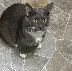 Lost Male Cat last seen Wetherly drive henrico,va 23229, Tuckahoe, VA 23229