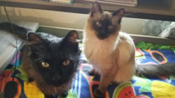 Reunited Male Cat last seen Irving Elementary, West Allis, WI 53227