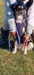 Lost Female Dog last seen Near min from Kentucky, Jeffersonville, IN 40202