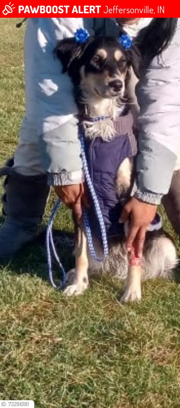 Lost Female Dog last seen Near min from Kentucky, Jeffersonville, IN 40202