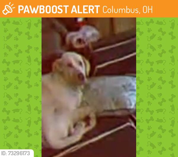 Found/Stray Unknown Dog last seen Rhoads and Main, Columbus, OH 43205