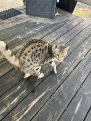 Found/Stray Unknown Cat last seen Pleasant Forest Dr/Silver Birch Ct, Little Rock, AR 72212
