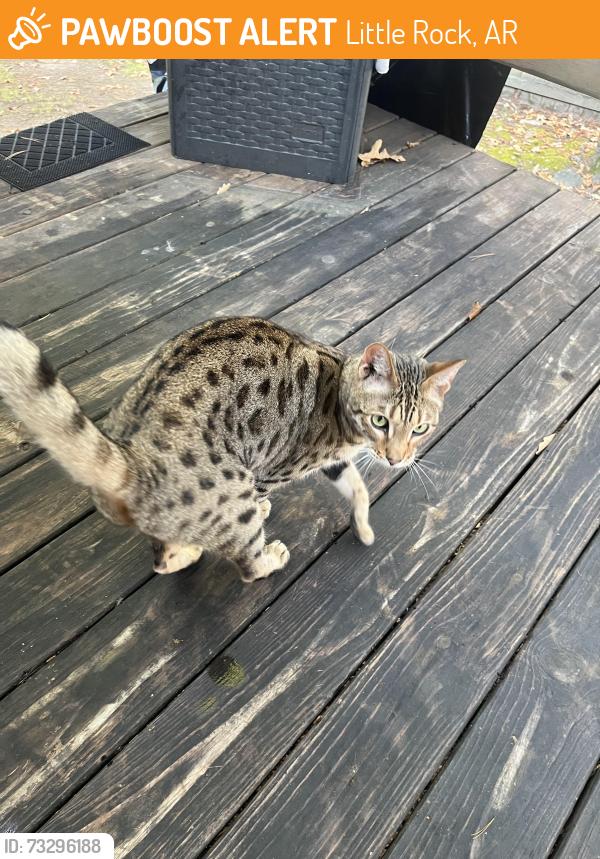 Found/Stray Unknown Cat last seen Pleasant Forest Dr/Silver Birch Ct, Little Rock, AR 72212
