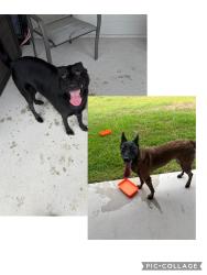 Reunited Female Dog last seen Bailey Rd/Cape Rose Ln, Pearland, TX 77584