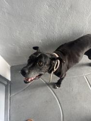 Found/Stray Female Dog last seen West biscayne canal road, Miami-Dade County, FL 33161