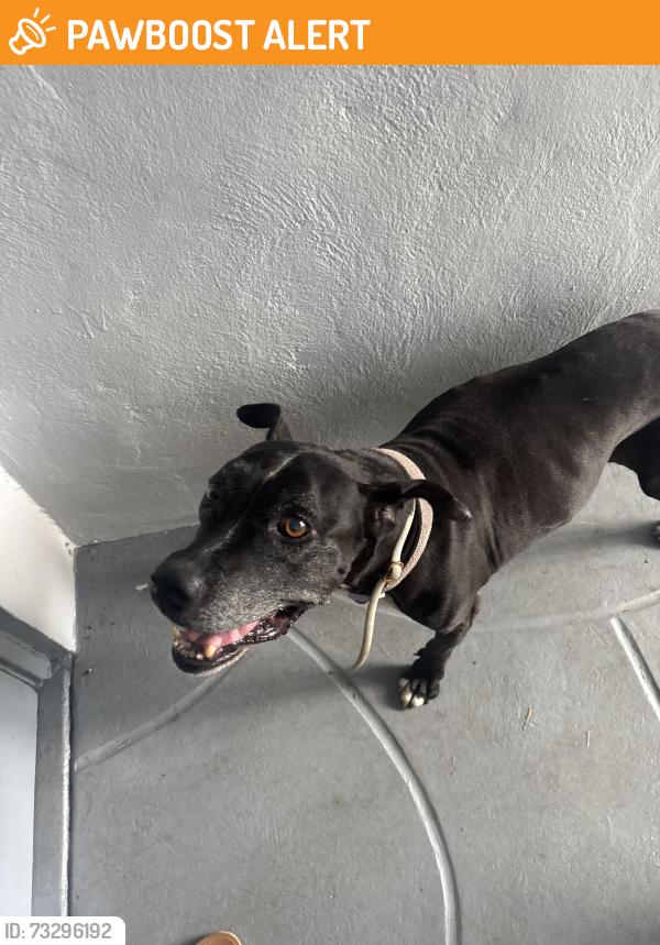 Found/Stray Female Dog last seen West biscayne canal road, Miami-Dade County, FL 33161