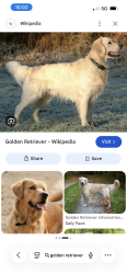 Found/Stray Unknown Dog last seen I-73 N Asheboro, Asheboro, NC 27203