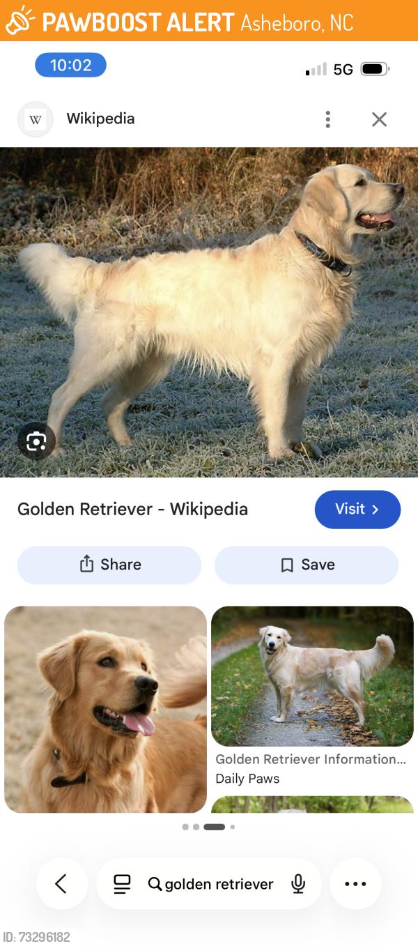Found/Stray Unknown Dog last seen I-73 N Asheboro, Asheboro, NC 27203