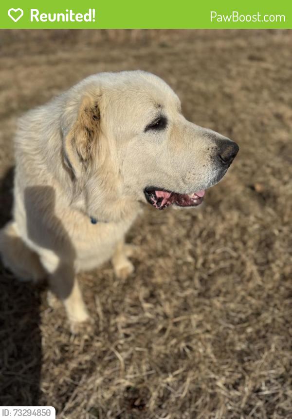 Reunited Male Dog last seen Olivette rd, Asheville, NC 28806