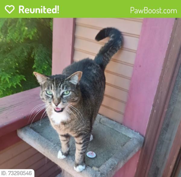 Reunited Female Cat last seen Between Douglas and Blanshard, Victoria, BC 