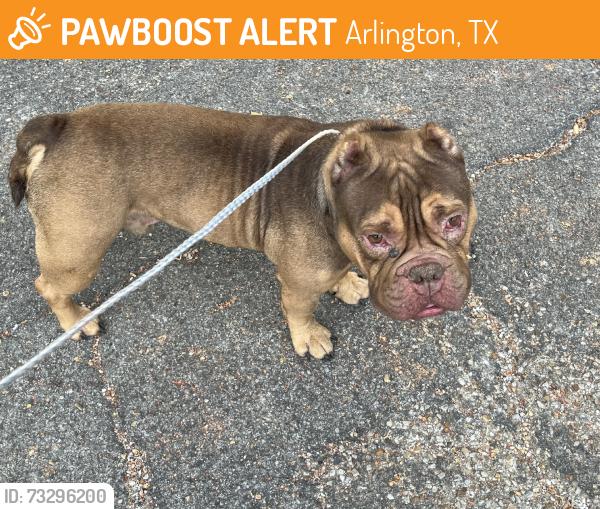 Found/Stray Male Dog last seen Tanglewood Lane and Kristin Drive behind Pope Elementary, Arlington, TX 76012