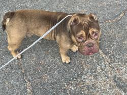Found/Stray Male Dog last seen Tanglewood Lane and Kristin Drive behind Pope Elementary, Arlington, TX 76012