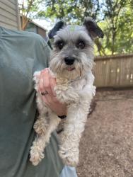 Reunited Female Dog last seen Oak Trace and Henderson Pass, San Antonio, TX 78232