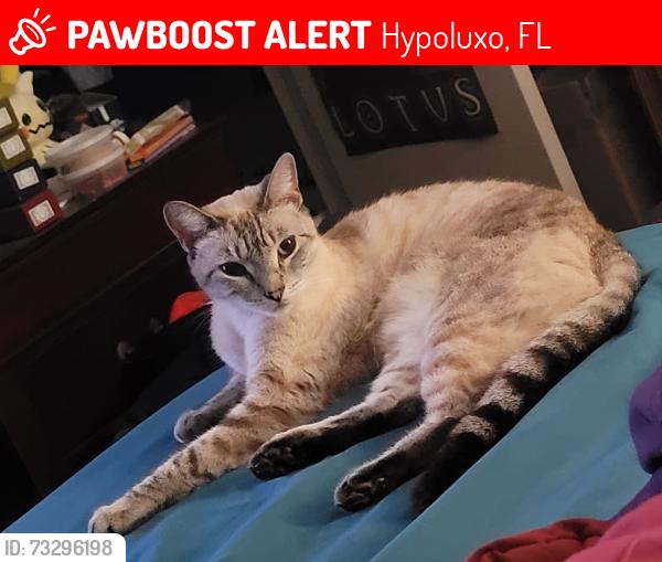 Lost Female Cat last seen Miner rd in Hypoluxo FL, Hypoluxo, FL 33462