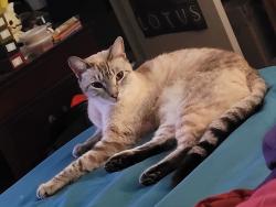 Lost Female Cat last seen Miner rd in Hypoluxo FL, Hypoluxo, FL 33462
