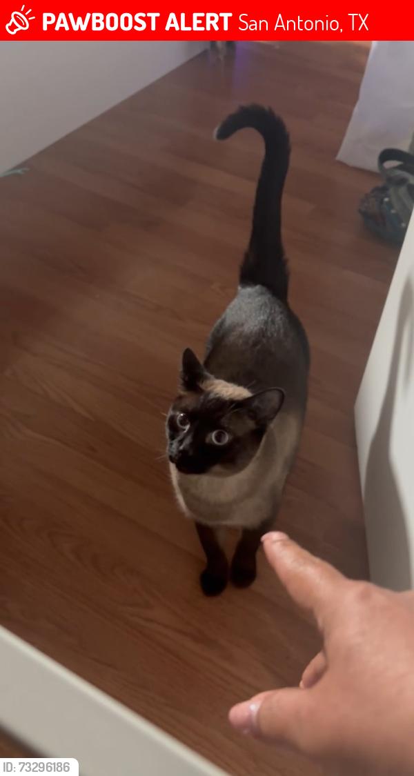 Lost Male Cat last seen Horal and stimmel st, San Antonio, TX 78227