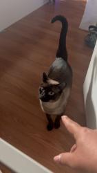 Lost Male Cat last seen Horal and stimmel st, San Antonio, TX 78227