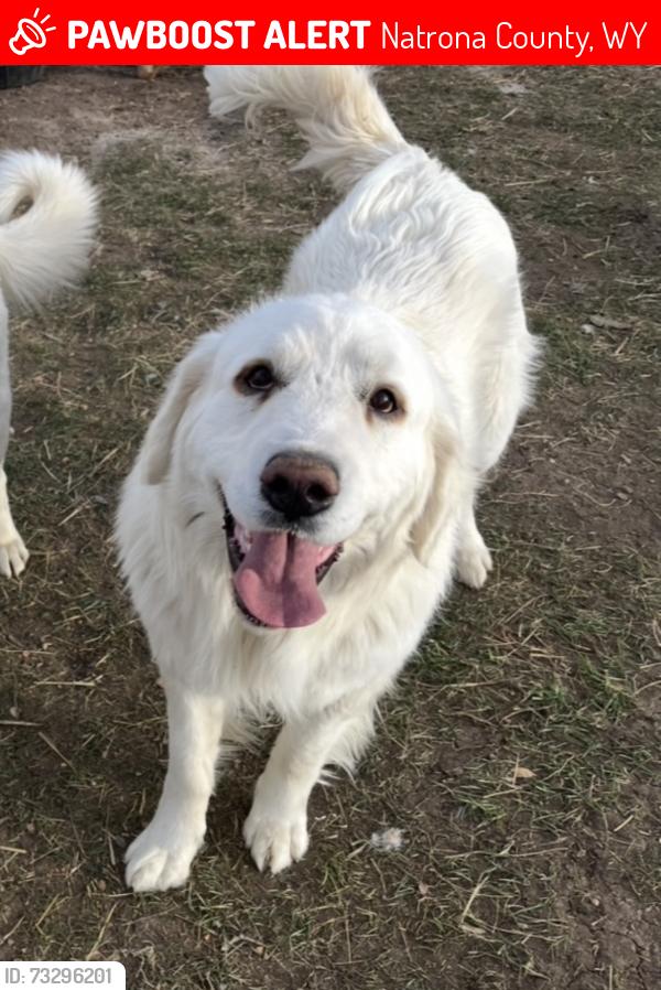 Lost Male Dog last seen b.B. ranch, Natrona County, WY 82601