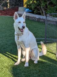 Reunited Female Dog last seen Sunset Ave, Santa Monica 90405 (between Glenn Ave and 16th Street), Santa Monica, CA 90405
