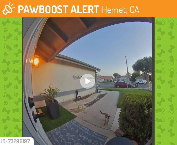 Found/Stray Unknown Cat last seen Kirby/Garland, Hemet, CA 92545