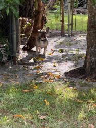 Found/Stray Unknown Dog last seen Near st, Miami, FL 33128