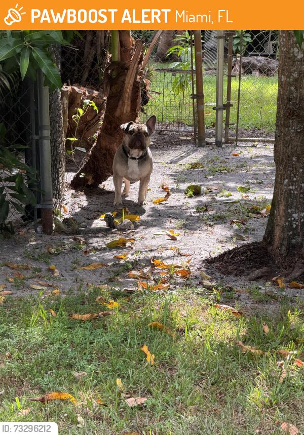 Found/Stray Unknown Dog last seen Near st, Miami, FL 33128