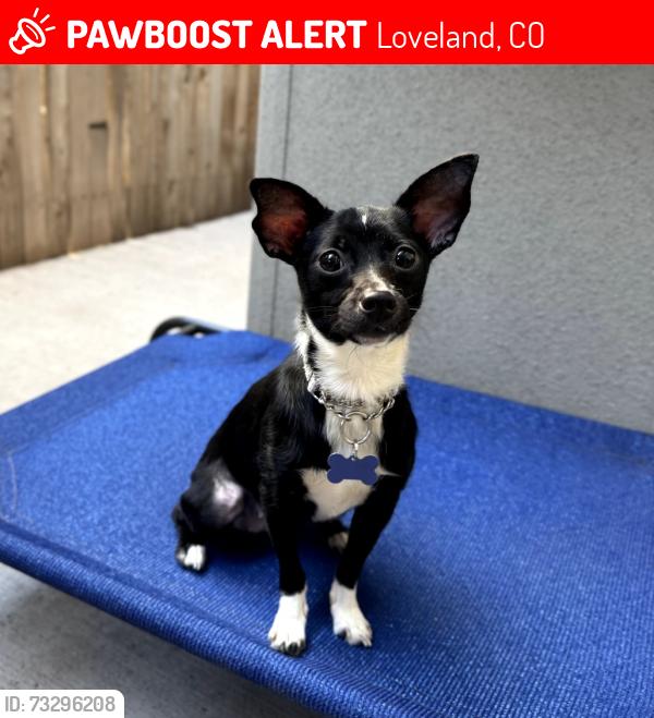 Lost Female Dog last seen She ran down the trail by the train tracks towards Berthoud, Loveland, CO 80537
