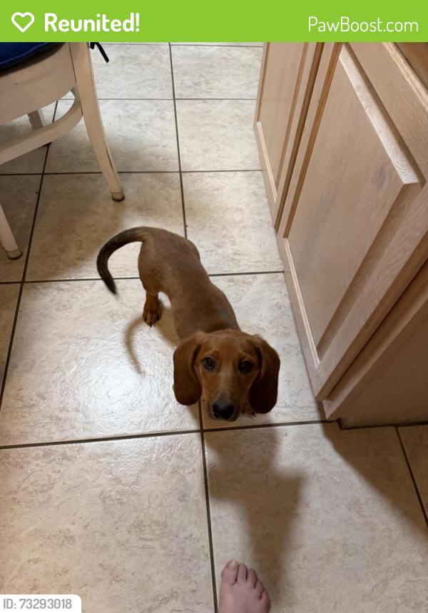 Reunited Male Dog last seen Rio grande and Indian school nw, Albuquerque, NM 87107