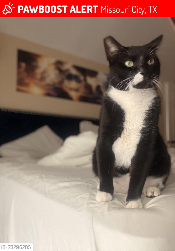 Lost Male Cat last seen Near Nicole court Missouri city tx 77489, Missouri City, TX 77489