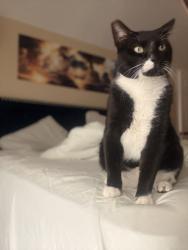 Lost Male Cat last seen Near Nicole court Missouri city tx 77489, Missouri City, TX 77489