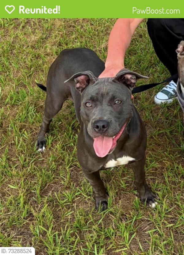 Reunited Female Dog last seen Deltona blvd, Spring Hill, FL 34608